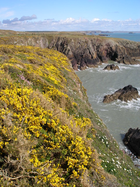 Gorse and wildflowers edge the Pembrokeshire Way