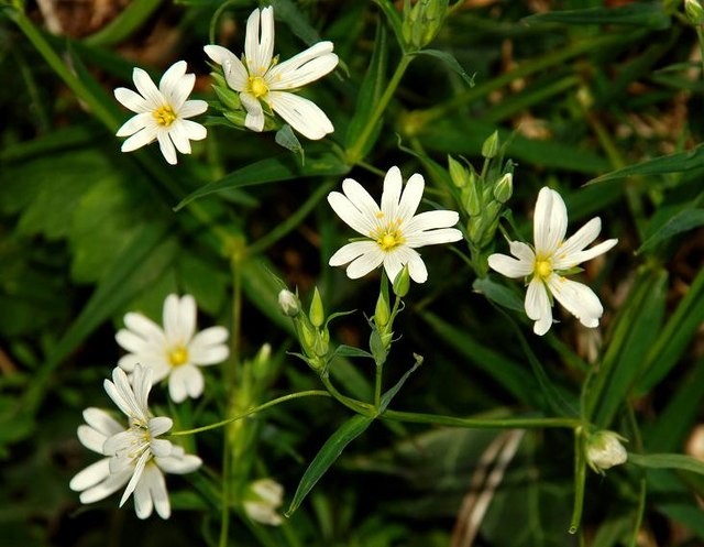 Wildflowers by the Lagan (2) © Albert Bridge cc-by-sa/2.0 :: Geograph ...