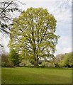 Oak tree coming into leaf at Newtown