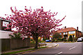 Grosvenor Gardens looking towards Belgrave Gardens, London N14