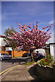 Japanese Cherry Tree, Grosvenor Gardens, London N14