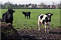 More Cattle in a field