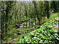 Stream running down Lamorna Valley