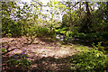 Bluebells in glade near stream, Lonsdale Drive, Enfield