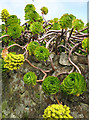 Succulent sedum on Raginnis Hill