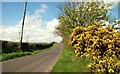 The Acreback Road near Whitehead