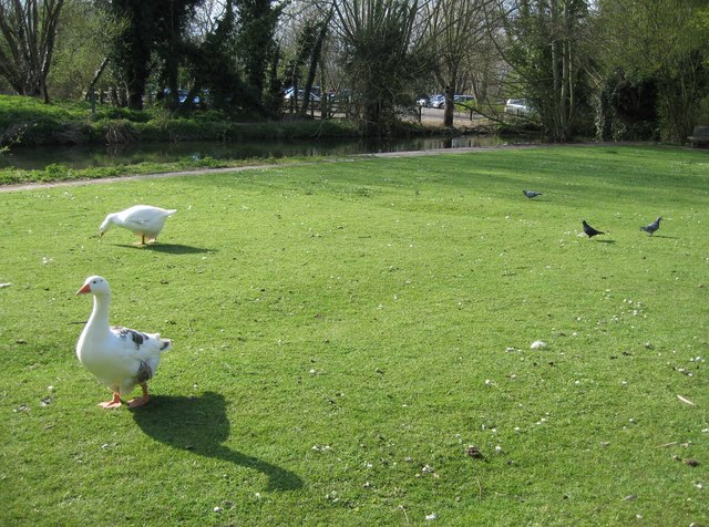 Geese at the southern tip of Sheep's Green