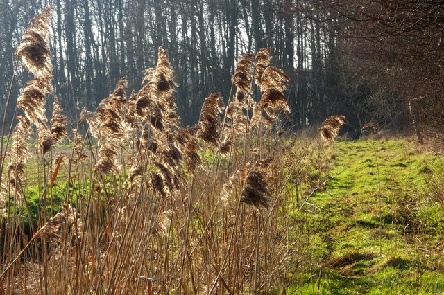 Woodland edge path near Ampton Water