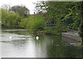 Swans on the lake, Central Park, Chelmsford