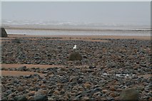 SD0790 : Gull on a Rock by Steve Partridge