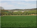 View across the fields towards Duning Shaw and Nickle Wood