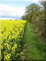 Footpath, Chignall St. James