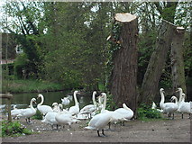 TL8642 : Swans at Brundon (1) by Oxyman