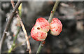 Galls on Oak Stem