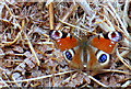 SY7391 : Peacock Butterfly on Puddletown Heath by Nigel Mykura
