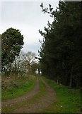 SE6958 : Track through Whey Carr Plantation by DS Pugh