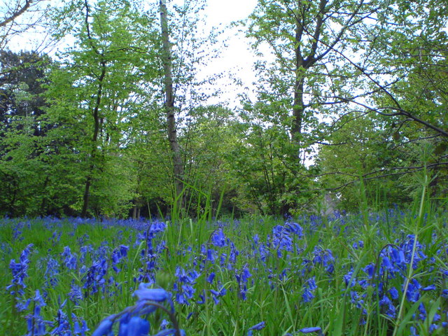 Bluebells-Wanstead Park