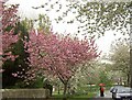 Spring blossom in the rain at Newton-On-Ouse