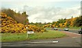 J2154 : Whin bushes near Dromore by Albert Bridge