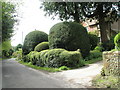 Impressive topiary at Yew Tree Cottage