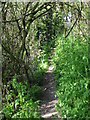 Footpath, looking N, part of the Stour Valley Walk