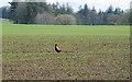 Pheasant on Farmland