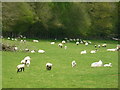 Chute Cadley - Grazing Sheep