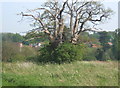 Grand old tree in meadow near Coddenham