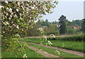 Blossom by track near Coddenham