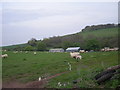 Sheep on a hillside