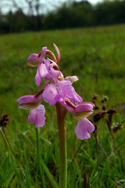 Pink Orchis morio