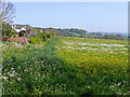 Edge of meadow, Whiteshill