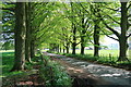 Tree lined lane at Asthall