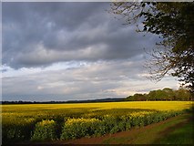 SU7578 : Oil-seed rape, Shiplake by Andrew Smith