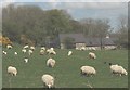 Sheep, lambs and cock pheasants near Rhyd-y-Foel