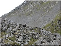 NM3794 : Feral Goats on lower slopes of Ainshval by trevor willis