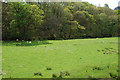 Field by the Afon Carog