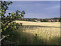 Golden Field