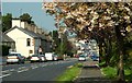 Cherry blossom, Banbridge