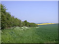 Hedgerow and footpath