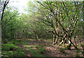 Woodland path, Twemlows Big Wood