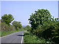 Chestnut tree by the road from Elmdon to Ickleton