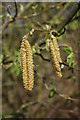 SO9043 : Catkins at Defford by Philip Halling