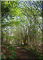 Woodland path in May