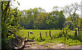 Sheep grazing in field near Myddelton House, Bulls Cross, Enfield