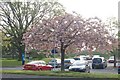 Blossom tree in Hospital grounds car park