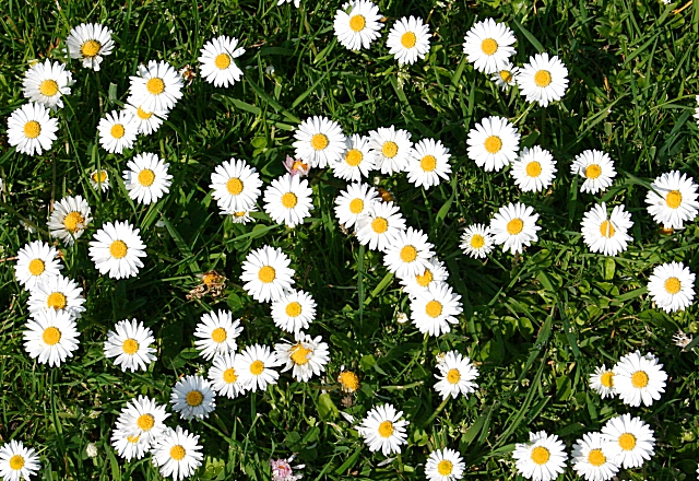 Daisy (Bellis perennis) © Anne Burgess :: Geograph Britain and Ireland