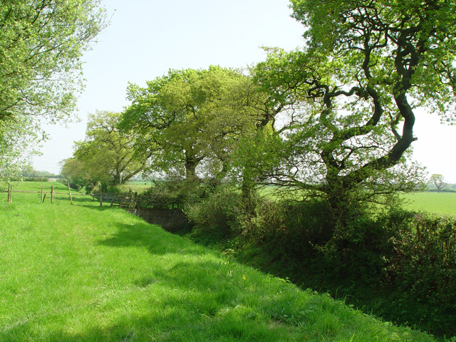 Oak Trees by the Bubwith and Harlthorpe Drain