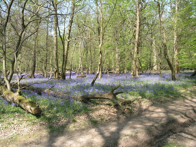 Spring on Aldbury Common
