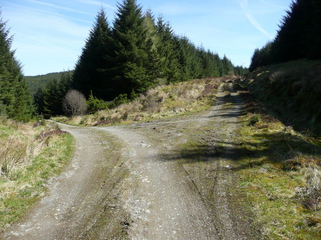 Forestry road junction